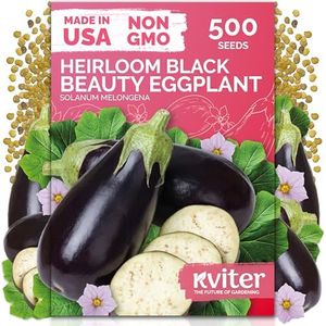 KVITER 500 Black Beauty Eggplant Seeds (Solanum Melongena)- Black Beauty Aubergine, Large, Glossy Fruit, Heirloom Eggplant Seed Packets - Vegetable Seeds for Outdoor Garden, Containers