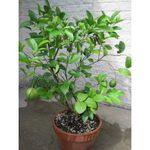 AZIZ GAZI NURSERY Lemon Grafted Live Plant (Citrus) | Lemon Seedless All Season Container Suitable Plant | Healthy Live Plant | Nimbu Live Plant with Grow Bag | Plant for Outdoor and Home Garden