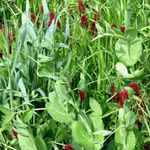 Outsidepride Gardenway Cover Crop Seeds - 5 lbs Nutrient-Rich Seed Mix for Soil Health Improvement & Home Gardens - Mixture of Triticale, Peas, Oats, Vetch, Annual Ryegrass, Crimson Clover