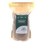 Hard White Spring Wheat Berries, 2.5 kg (5.5 lb), Glyphosate-Free, Raw, Non-GMO, Vegan - Product of Canada / Baies de blé dur blanc de printemps, 2,5 kg (5,5 lb), sans glyphosate, crues, sans OGM, végétaliennes - Produit du Canada