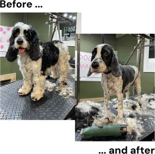 MASTERCLIP Cordless Dog Clipper – Rechargeable Pet Grooming Tool