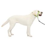 Petsafe Dog Collar