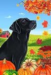 Black Labrador - Best of Breed Autu