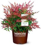 2 Gal. Obsession Nandina Shrub