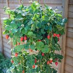 Climbing Strawberry ORGANIC 10+ Seeds Pack -Herb Yielding Seeds -PERFECT FOR INDIAN CLIMATE