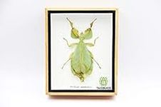 Angelwing Real Leaf Insect Beetle B