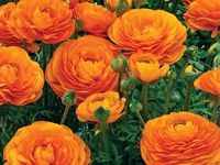 Ranunculus/Buttercups | Flower Bulb | for Winter Season | By Plantogallery® (Pack of 2 Bulbs(Orange))