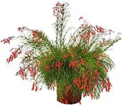 Red Firecracker Bush - Live Flowering Groundcover Plant - Overall Height 24" to 28" - Tropical Plants of Florida (Plant Only)…