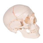 KKI Premium 3 Part Adult Human Skull with Highly detailed, Numbered and Marked Bone Shows Features for Easy Identification | Removable Calvarium and Flexible Jaw Replica Anatomical Model