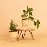 KYARI Good Luck Jade Plant & Green Money Combo of 2| Live Indoor Plants with Cream Self Watering Pot| Best for Living Room,Bedroom, & Office Table