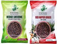 SRI SAI FORESTRY Hedge Lucerene Grass Seeds & Red Napier Grass Seeds (Pack of 100g each) MultiCut Grass for Cattle