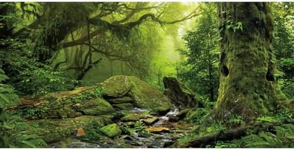 AWERT Tropical Forest Terrarium Background Stream Green Huge Tree Reptile Habitat Background Foggy Rainforest Aquarium Background 72x24 inches Durable Polyester Background