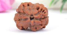 Galaxy Gems Nepali 2 Mukhi GOL Dana Rudraksha Original Certified Traditional Doh Mukhi Two Faced Shiva Rudraksha Blessed Jaap Bead Rarest Do Mukhi GOL Dana Rudraksh with Silver Capping for Chanting