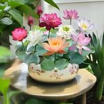 Zefer Lotus Mix Flower Seeds - Pack Of 30 Seeds - All Mix Color 100% Germination Lotus Seeds For Planting Kamal Gatta Seed, Lotus Flower Seeds For Home Gardening, Makhana Seed, Water Lily