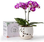 HERDUK Ceramic Orchid Pot, 6.5 Inch