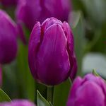 10 x Tulipa Single Early Purple Prince - Symbol of Spring – Perennial - Traditional Garden Tulip – Spring Flowering Bulbs - Large Flowers & Strong Stems - for Your Beautiful Garden