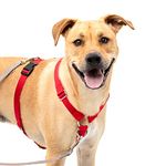 PetSafe Sure-Fit Harness, Adjustable Dog Harness from The Makers of The Easy Walk Harness, RED, Large