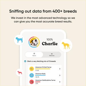 Embark Dog DNA Test Kit – Breed Identification & Health Screening