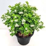 Farmerity Kamini Bonsai is a dwarf variety of the natural Kamini Pack of 1