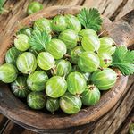 Gooseberry Plants Hardy Fruit Bush Garden Shrub for Patio & Kitchen Gardens, Producing High Yield of Sweet Edible Summer Berries, 1 x Gooseberry Invicta Shrub in 3L Pot by Thompson & Morgan