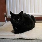 Self Heating Pet Blanket Pad Ideal for Cat/Dog Bed 64x49 cm XLook