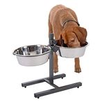 Elevated Dog Bowls Good Or Bad