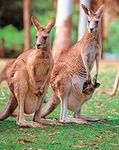Kangaroo Puzzle, an Interesting Ani