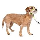 PetSafe Gentle Leader No-Pull Dog Headcollar - The Ultimate Solution to Pulling - Redirects Your Dog's Pulling for Easier Walks - Helps You Regain Control - Small, Apple Green