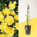 1 Fragrant Outdoor Climbing Rose Bu
