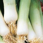 Musselburgh Leek Seeds - 300 Winter Hardy Vegetable Seeds – Suitable for Indoor & Outdoor Planting in Pots or Soil in Allotment, Balcony or Garden – Packed in UK by Meldon Seeds