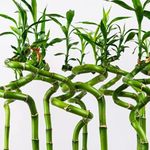 CAPPL 90 cm Live Spiral Sticks Lucky Bamboo (12 Sticks) Without Glass Container For Living Room, Desk, Table Corner, Office, Home Decoration, plant