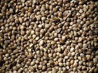 FISHING BAIT : 15KG HEMPSEED HEMP SEED FOR FISHING AND FOR CAGE BIRDS