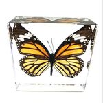 Butterfly Paperweight Paperweights Specimen Specimens(3" x 3" x 1")