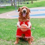 Dog Basketball Costume with Ball, Dog Basketball Halloween Costume, Dog Basketball Player Costume with Ball, Dog Basketball Costume Holding Balldog Basketball Jersey with Ball Costume (Red, Large)