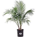 United Nursery Majesty Palm Live Pl