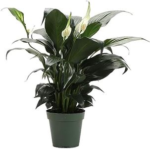 Thorsen's Greenhouse Live Peace Lily Plant, Spathyphylum, Live Indoor Plant, 4" Diameter Pot