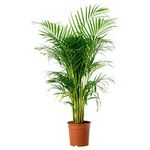 Palm Tree For Indoor