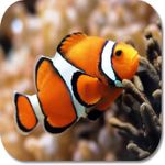 Clown Fish HD Wallpapers