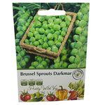 Brussel Sprouts Darkmar Seeds in Pictorial Packet from a UK Seller Mainstay of Winter Cropping