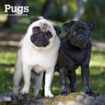 Pugs | 2025 12 x 24 Inch Monthly Square Wall Calendar | BrownTrout | Animals Dog Breeds