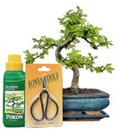 Bonsai Trees (7yr Old S Style Elm Gift Set)