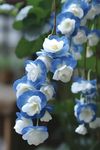 SVG® Weeping begonia flowers bulbs | blue color Flowering Plants Bulbs for Planters Pack of 4 bulbs