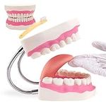 HINGONS Dental Teeth Care Model-Mou