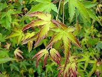 Japanese Maple Little Princess - Acer Plant 25-35cm in Height - Amazing Autumn Foliage Plant