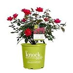 Knockout Rose Double Rose, 2 Gal, R