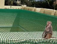 EasyShoppingBazaar Monkey Net/Bird Net/Cricket Net/Child Safety Net UV Stabilized HDPE (with Clips & Tying Ropes) 44 MM Hole - Green - 12 x 100 FT - 4MM 72PLY