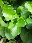 Hundredfold Watercress 500 Vegetable Seeds - Nasturtium officinale, Non-GMO Perennial Greens