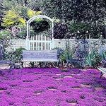 20000+ Magic Purple Creeping Thyme 