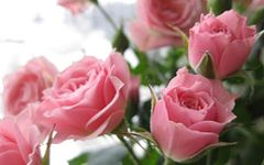 BLOOM & GROW Gardens Healthy Rare Live Climbing Rose Plant (Pink) - Set Of 1