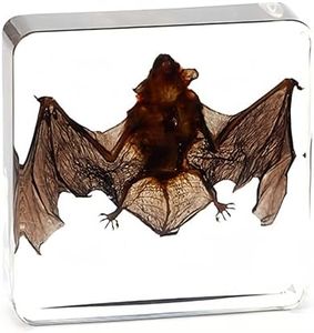 Bat Specimen, Real High Quality Resin Bat Specimen for Science Classroom Science Education, Biology, Collections, Animal Study Enthusiasts, Quirky Animal Skulls (Bat 3 x 3 x 1 inch)